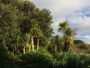 L’automne à l’Ouest : dernière chance au Jardin Botanique de Vauville