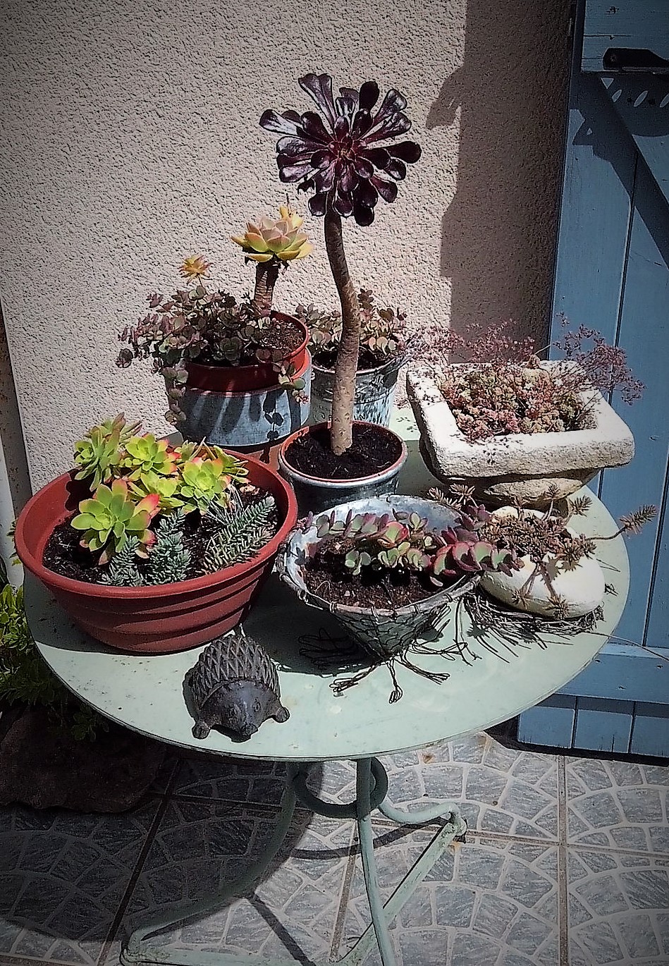 table à succulentes