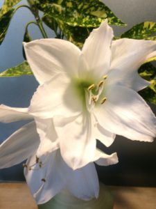 Bouquet blanc ou comment rhabiller une amaryllis pour l’hiver ?