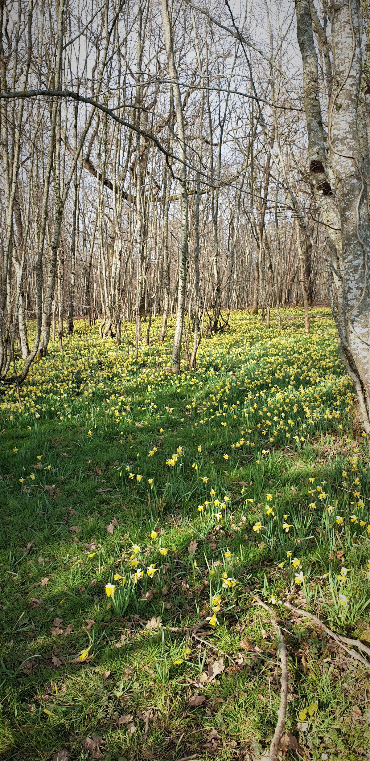 jonquilles sauvages