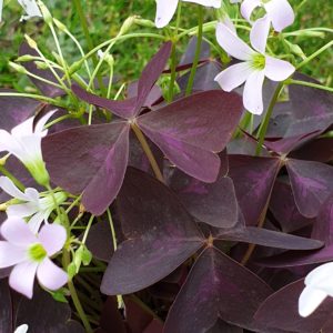 O comme Oxalis pourpre.