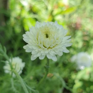 Charmante camomille.