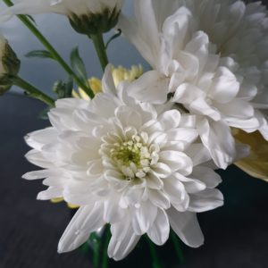 Dear Chrysanthemum.